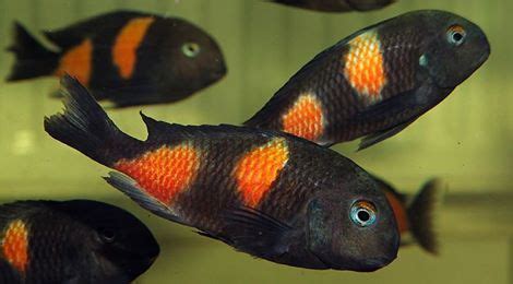tropheus bulu point sp black cichlid fish african cichlids cichlids