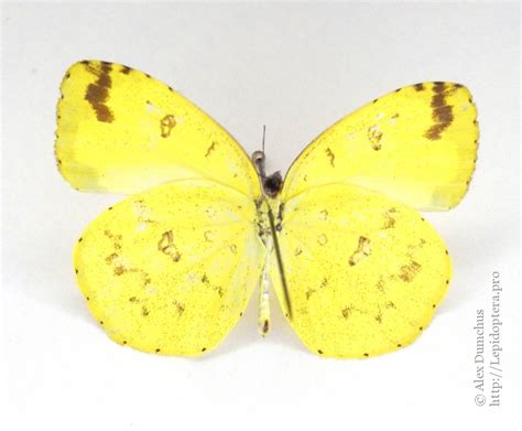 eurema andersoni