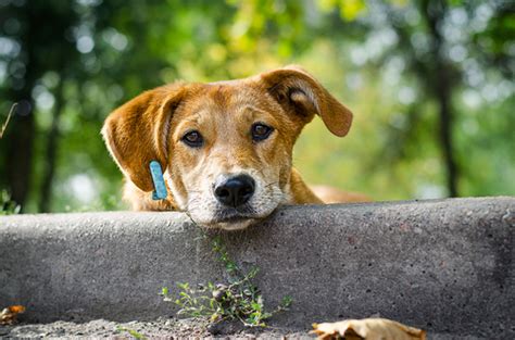 Los Perros Mestizos Mucho Más Que Una Raza