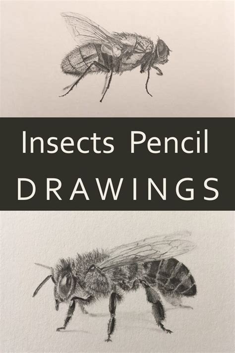 insects pencil drawings insect art projects pencil drawings drawings