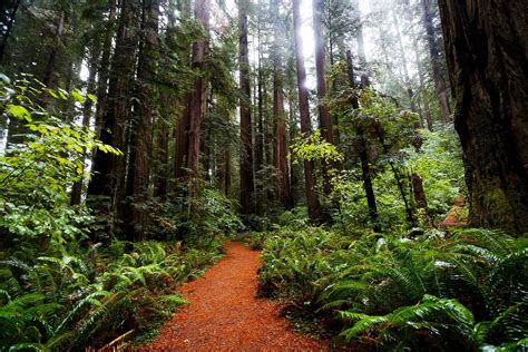 redwood national  state parks worldatlas