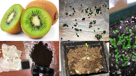 grow kiwi  seed grow indoor youtube