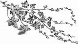 Ivy Etc Hedera Helix Lobata Major Usf Edu sketch template