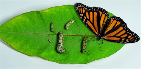 monarch butterfly stages  development  egg  larva flickr