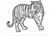 Tiger Coloring Pages Tigers Drawing Tooth Printable Kids Outline Realistic Color Print Saber Mandala Cartoon Detroit Book Animal Cute Popular sketch template