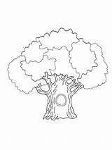 Tree Coloring Pages Printable Trees Nature Coloring4free 2021 Deciduous Contains Coniferous Fruit Section Both Mycoloring sketch template