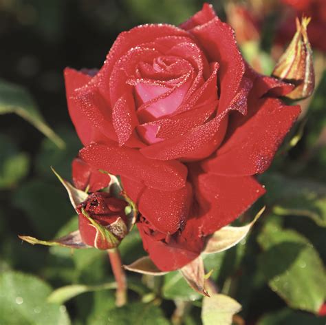 rose luebecker rotspon  kaufen rosen tantau