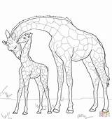 Giraffe Baby Coloring Pages Mother Drawing Supercoloring Printable sketch template