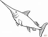 Swordfish Colorare Pintar Spada Pesce Tiburones Disegno Ausmalbilder Pescespada Schwertfisch Elegante Ausmalbild Marpara sketch template