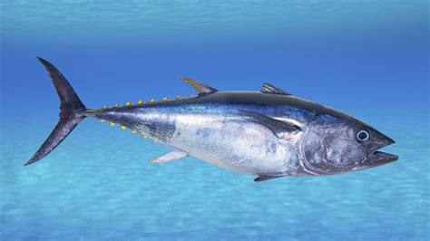 chefs   quit serving bluefin tuna  salt npr