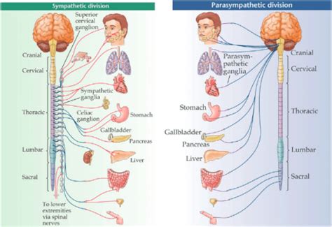 Somatic Vs Autonomic Nervous System Difference