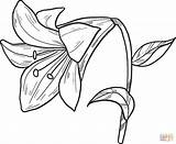 Lily Coloring Pages Printable Lilies Supercoloring Drawing Categories sketch template