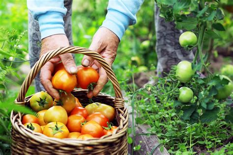 tomaten ernten lagern konservieren plantura