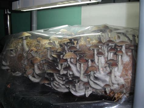 360 Degree Casing Fungi Magic Mushrooms Mycotopia
