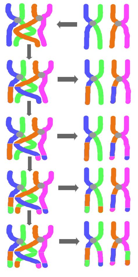 BiologÍa Ii Conceptos De VariaciÓn GenÉtica Dominancia