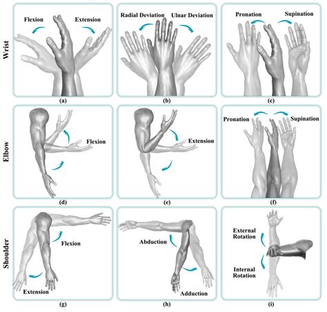 upper limb movements  scientific diagram