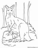 Coloring Kangaroo Joey Pages Kids Visit Bestcoloringpages Colouring sketch template