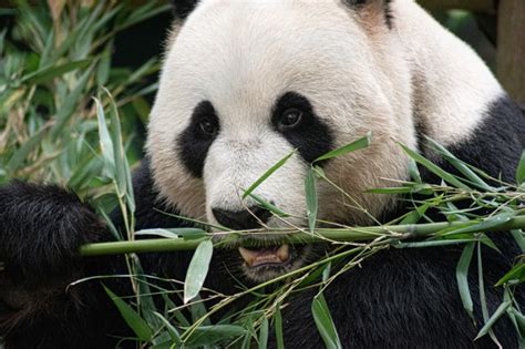 Congrats On The Sex Two Giant Pandas Successfully Mate During Lockdown