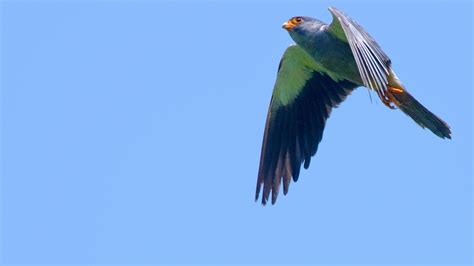 nagaland reservoir  people    rescue  amur falcons  quint