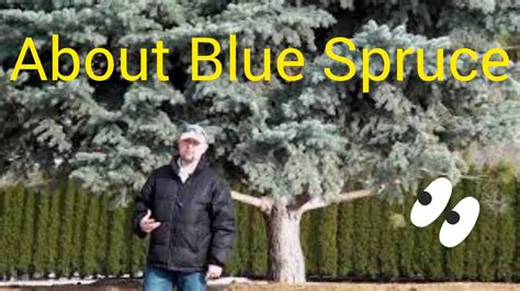grow blue spruce trees youtube