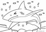 Coloring Shark Hai Malvorlagen Ausdrucken Blauhai Kostenlos Cool2bkids sketch template