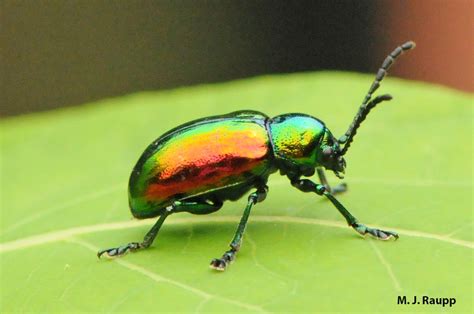 gorgeous beetle dogbane leaf beetle chrysochus auratus bug   week