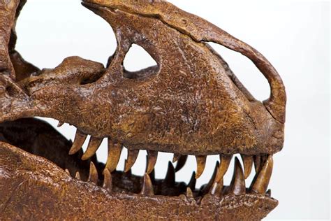 rex skull quarter scale smithsonian fossil replica  inches ebay