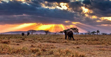 serengeti plains serengeti national plains tanzania safaris tours
