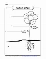 Plant Math 99worksheets Tes sketch template