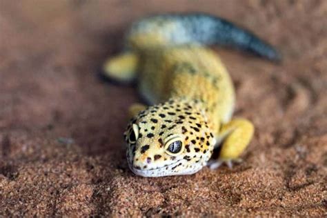 pet parenting    leopard gecko   perfect lizard