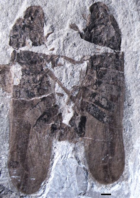 these insects died while having sex 165 million years ago