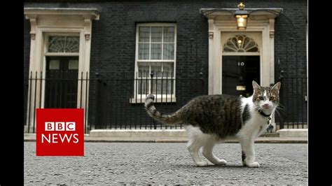 downing street cat   helping hand bbc news youtube