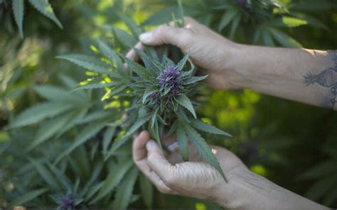 hash hashish    relate  cannabis leafly