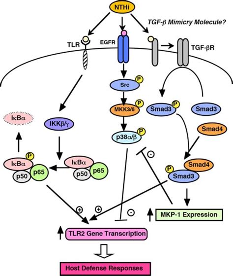 schematic representation   signaling pathways involved