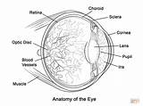 Eye Anatomy Coloring Pages Human Printable Physiology Diagram Worksheet Book Kids Biology Doctor Drawing Supercoloring Books Parts Print Brain Comments sketch template