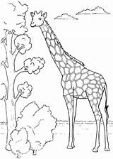 Jirafa Giraffe Giraffes Jirafas Arbol Afrika Tiere Bestappsforkids Comiendo Dibujoscolorear Squidoo Stumble sketch template