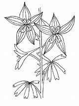 Coloring Larkspur Pages Flower Recommended sketch template