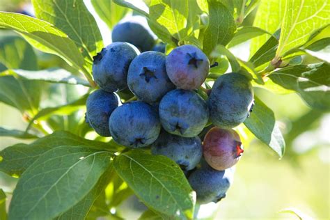 grow blueberries   home garden