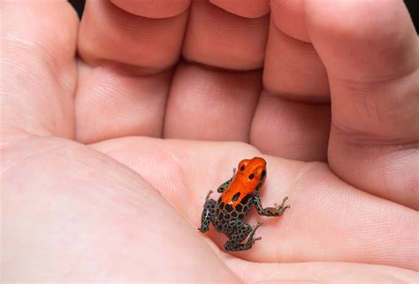 interesting poison dart frogs facts rainforest cruises