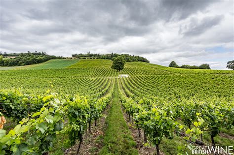 denbies wine estate announces earliest harvest   years great british wine