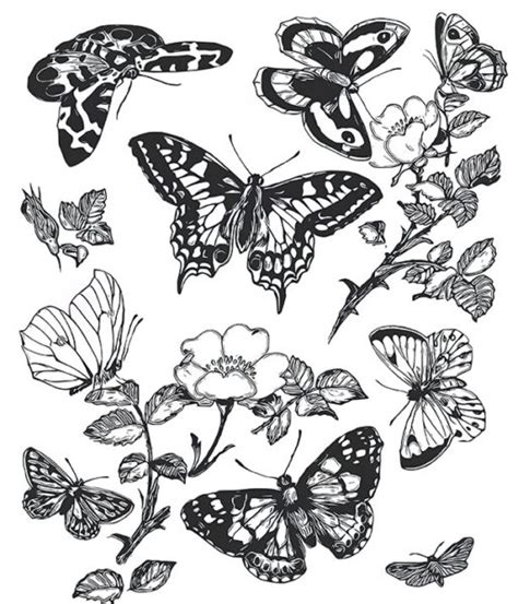 butterfly coloring pages  adults  graphics fairy