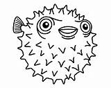 Pez Pesce Palla Erizo Igelfisch Malvorlage Puffer Baiacu Pesci Porcupine Payaso Ausmalbild Febrero Educima Espinho Pufferfish sketch template