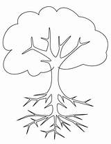 Tree Roots Coloring Printable Pages Outline Bare Trees Color Template Cherry Drawing Root Step Plant Para Colorear Arbol Baum Blossom sketch template