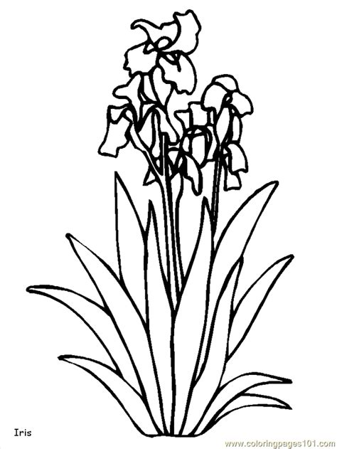 realistic flowers coloring page  realistic flowers coloring pages