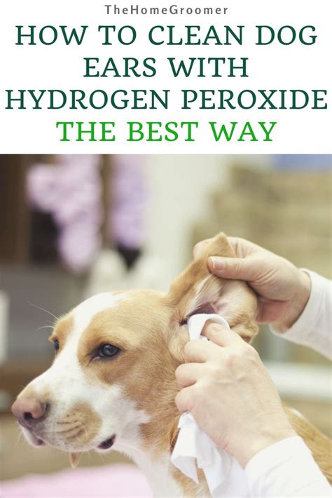 clean dog ears  hydrogen peroxide    glamorous