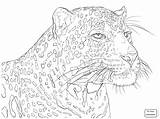 Leopard Amur Authentique Léopard sketch template