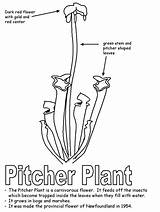 Pitcher Coloring Newfoundland Plant Choose Board Ws Kidzone Colouring sketch template