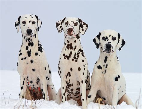 musings   biologist  dog lover mismark case study dalmatian