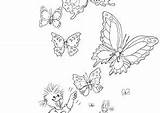 Coloring4free Zoo Suzys Coloring Pages Catching Butterflies sketch template