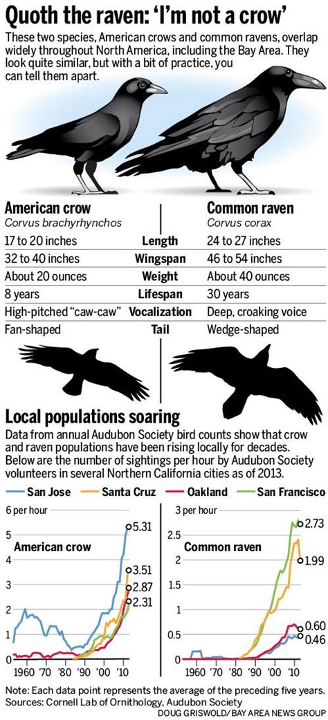 they re everywhere crows ravens overrun bay area the mercury news